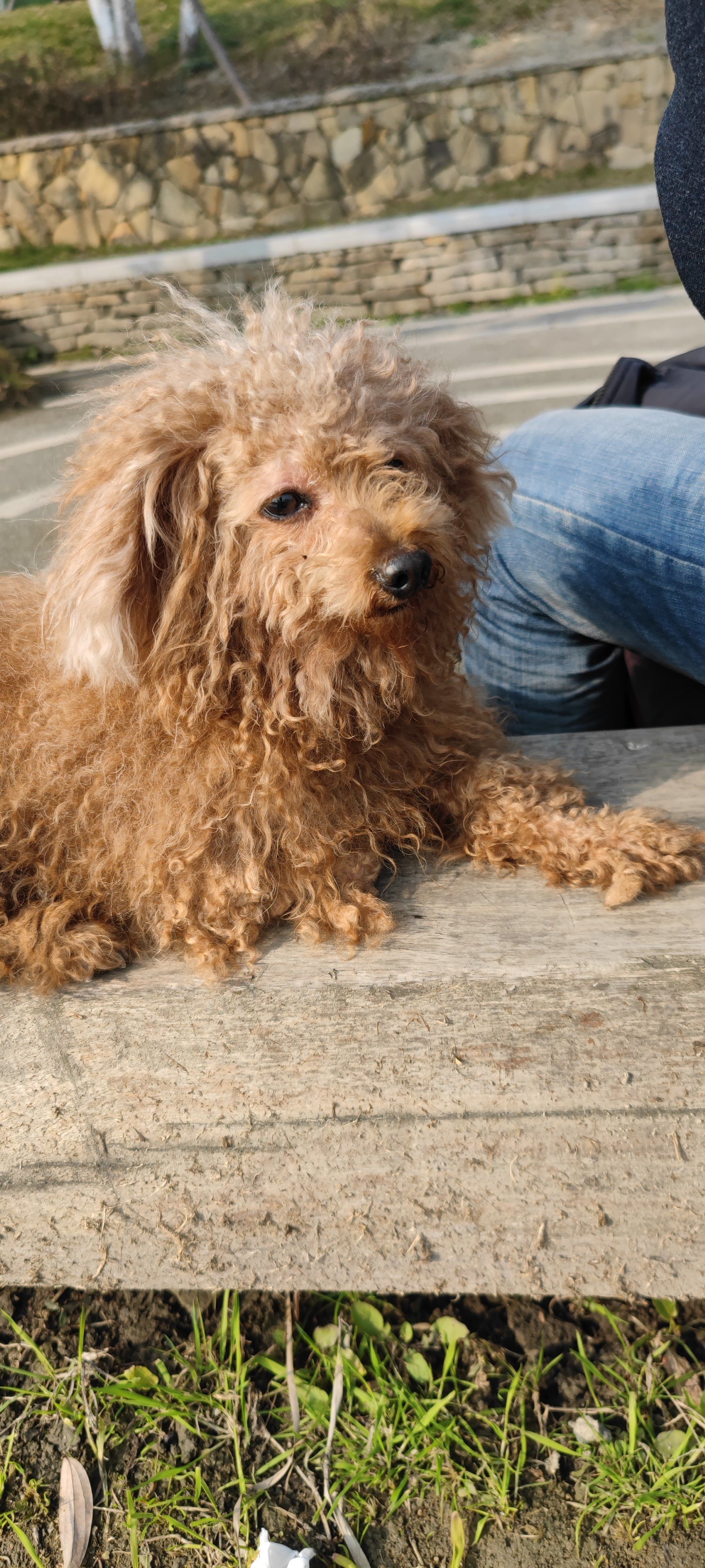 没事就养条狗吧,太快乐啦