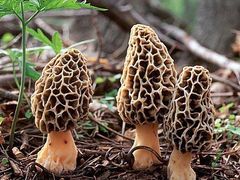 -菌之家·专业纯野生菌火锅·特色炒菌
