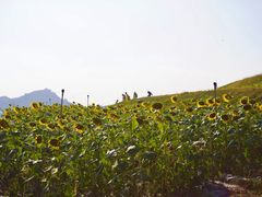 -光明小镇欢乐田园