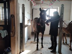 -北京群众马术培训基地