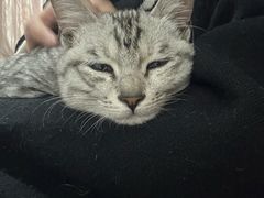 -御宝贝·A梦猫科宠物医院(国际猫友好医院)