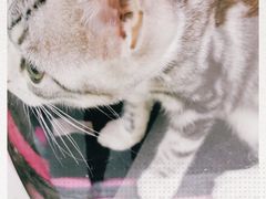 -美联众合爱康动物医院•复杂内科•肿瘤科•牙科•腔镜诊疗中心