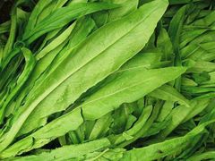 油麦菜-高兴壹锅·潮汕鲜牛肉火锅(良乡梅花庄店)