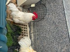 -品鲜村农家菜·阳澄湖大闸蟹(总店)
