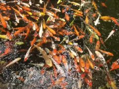 -龙悦湾酒家·八阵鱼生·渔人码头店