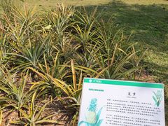 -中国科学院西双版纳热带植物园