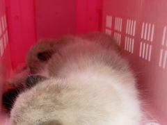 -纳吉亚猫专科动物诊疗中心(蒋宅口分院)