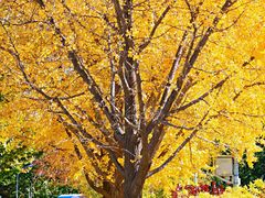 -三里屯东五街银杏大道