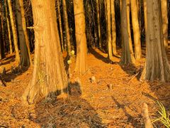 -上海海湾国家森林公园