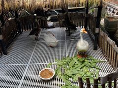 -优之名鹅城