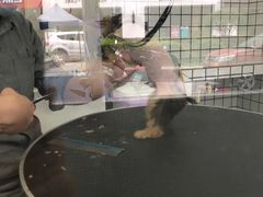 -BABYDOG宝贝狗宠物乐园(欧洲城店)