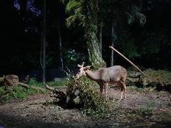 -夜间野生动物园