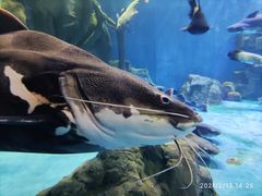 -多彩贵州城极地海洋世界