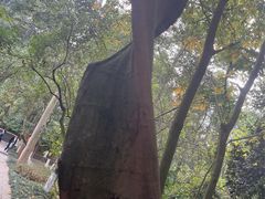 -广西壮族自治区药用植物园