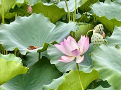 -深圳龙潭公园