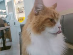 -喵园·猫主题咖啡厅·撸猫·猫咖(国贸店)