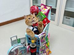 -猫小院猫主题餐厅(南锣旗舰店)