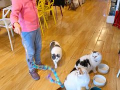 -Cappucimeow猫咪咖啡馆(韦伯时代店)