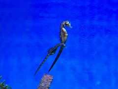 -上海海洋水族馆