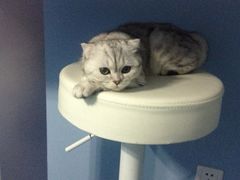 iphone_upload_pic-喵的天空名猫咖啡馆·撸猫·猫舍·用品