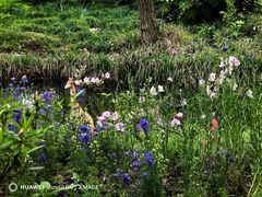 -上海共青森林公园