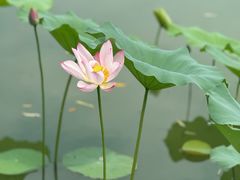 -长兴太湖图影湿地文化园