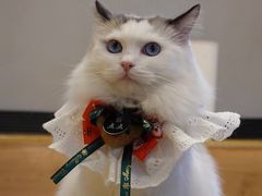 -啵啵喵·猫咖(攀华国际店)