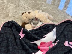 -瑞派·关忠动物医院猫科外科·异宠·24小时转诊中心(祥云店)