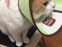 -贝利宠物医院·骨科·眼科·肿瘤转诊中心(南坪诊疗中心)