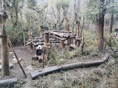 -都江堰中华大熊猫苑