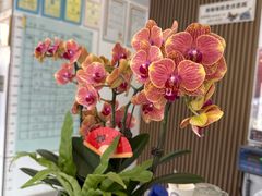 -丹景宠物医院·全科·老年病·牙科(武昌诊疗中心)