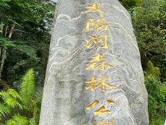-普洱太阳河森林公园