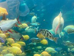 -珠海长隆海洋王国