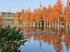 -白鹭湾湿地公园