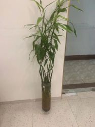 -苗方清颜·祛痘皮肤管理