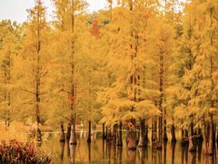 -白鹭湾湿地公园