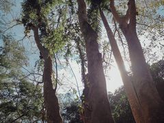 -中国科学院西双版纳热带植物园
