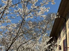 -武汉大学-樱园