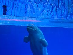 -珠海长隆海洋王国