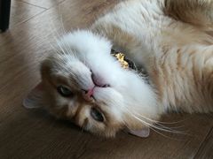 -东方名猫馆·英短金渐层布偶猫舍(环线广场1号楼店)