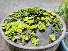 -813芭依珊 BAESAn(皇冠十畝地店)