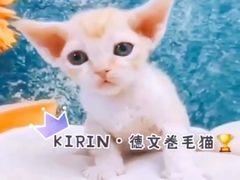 -十年猫舍·猫咪专门店(普陀店)