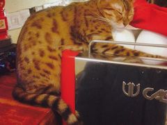 -猫色咖啡·猫咖