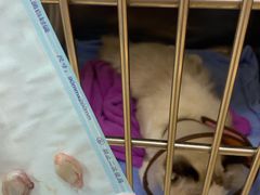 -创凡宠物医院·骨专科  猫科中心(西乡分院)