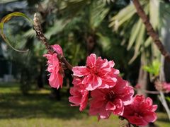 -深圳国际园林花卉博览园