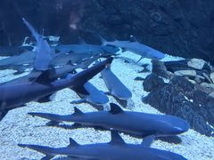 -烟台海昌鲸鲨海洋公园