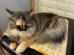 -平行世界·猫咖(首经贸店)