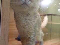 -猫十亿·布偶金渐层·曼基康矮脚猫舍(青年路店)