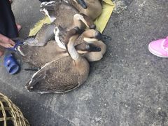 -清远三鸟海鲜农贸市场