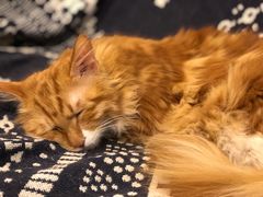 -平行世界·猫咖(首经贸店)